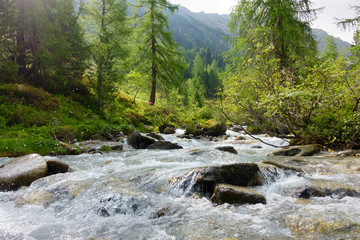 Wildbach durch den sommerlichen Wald