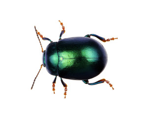 Green beetle