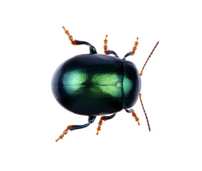 Green beetle