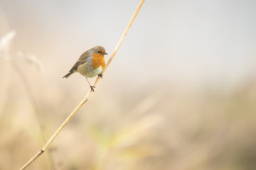 Robin singing in winter