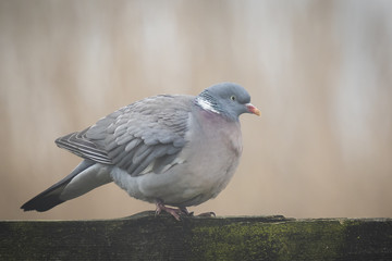 Wood pigeon (Columba palumbus)
