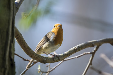 Obraz premium Robin singing