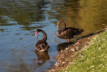 Two black swans go into the water