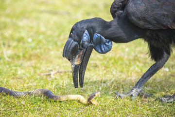 Big bird with a catch © Sander Meertins