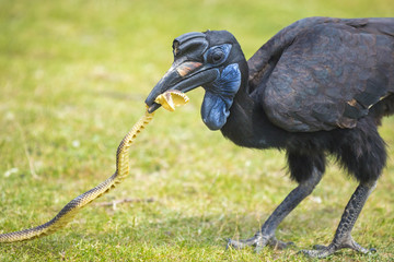 Big bird with a catch © Sander Meertins