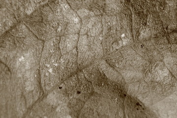 sepia tone blurry macro background of dry leaf, focus on center of the image.