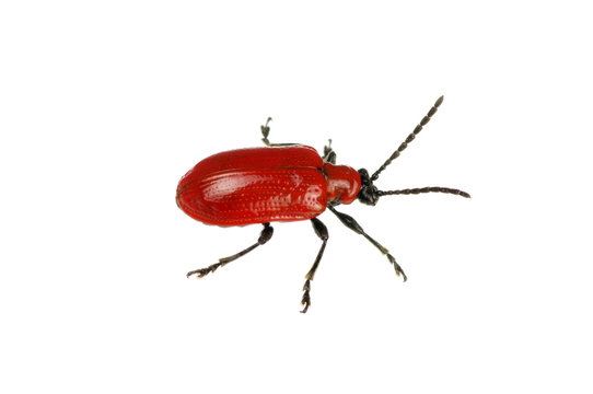 red beetle