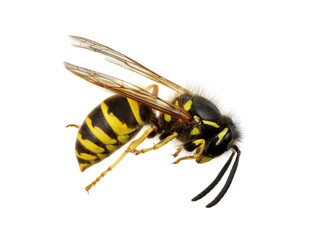 wasp