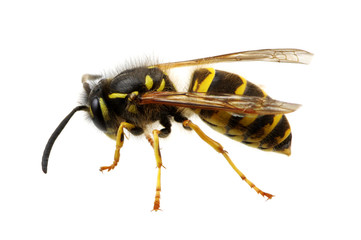 wasp