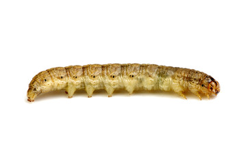  caterpillar