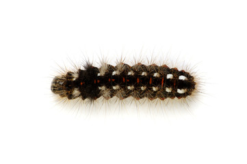  caterpillar