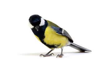 great tit