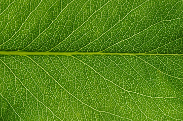  green leaf texture