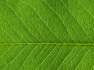  green leaf texture