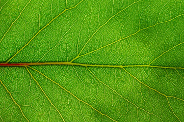  green leaf texture