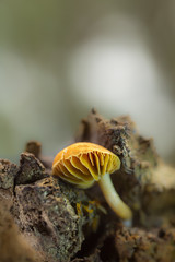 Small mushroom on dead wood, in a pine forest.