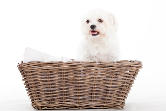 Maltezer in a basket