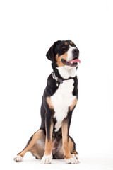 Appenzeller sennenhond sitting on white