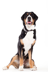 Appenzeller sennenhond sitting and looking