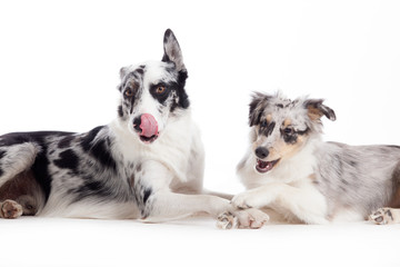 2  blue merle dogs on white