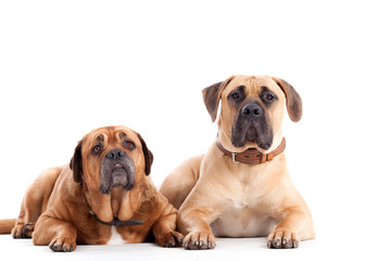 2 Bull mastiff dogs  looking