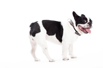 Franse buldog is looking