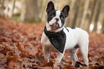 Franse buldog in the forest