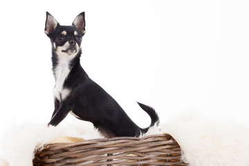 chihuahua in basket