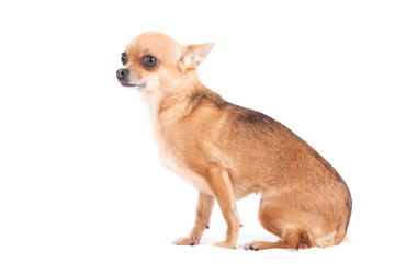 chihuahua on white sitting