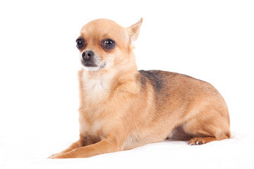 chihuahua laying down