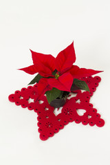 Poinsettia, christmas star. On white background, with baubles (balls) and christmas ribbon.