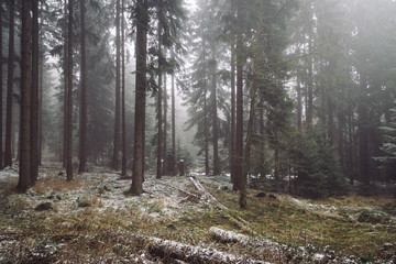 Fototapeta premium Nebel Wald und Raureifbildung
