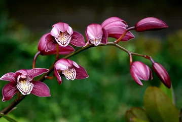 Blackout roller blinds Orchid pink orchids