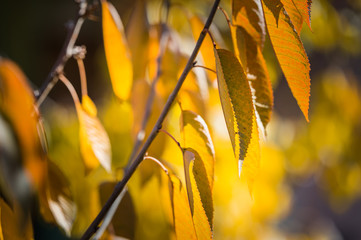 cherry leaf in autumn