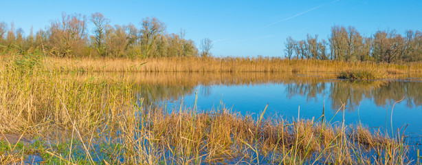 The shore of a sunny lake in autumn