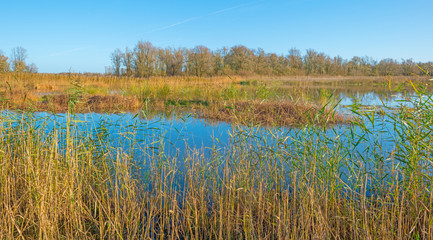 The shore of a sunny lake in autumn