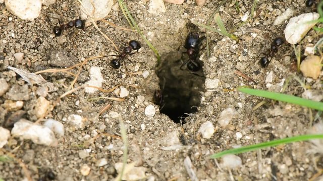 Ants traffic at the anthill opening