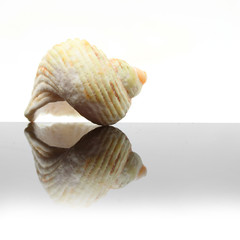Sea Shell Snail on glass plate. Decorative object on white background.