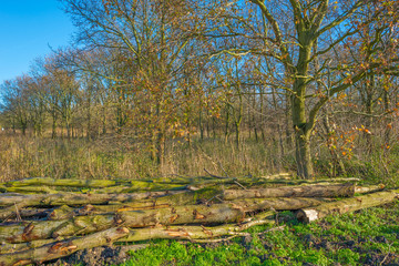 Forest in sunlight in autumn
