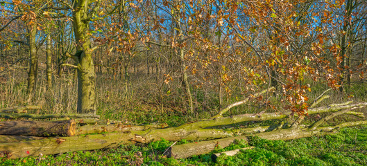 Forest in sunlight in autumn
