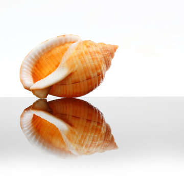 Sea Shell of The Phalium Bandatum on glass plate. Decorative object on white background.