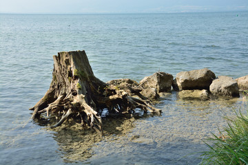 Fototapeta na wymiar Souche dans l'eau au bord du lac de Neuchâtel en Suisse. L'eau était bien claire.