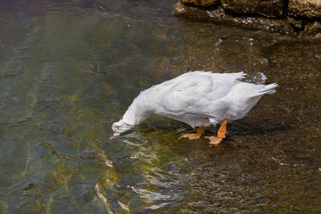 Белая утка ловит рыбу, крупный план