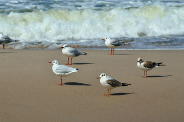 Seagulls and surf