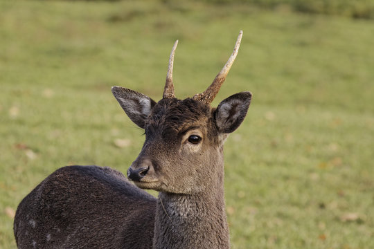 Male European Roe Deer (Capreolus capreolus) Western Roe Deer in Germany, Europe