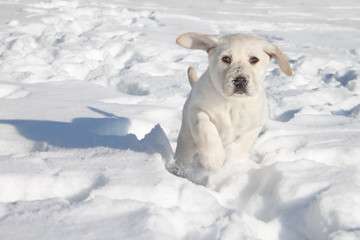 Cute Pet Puppy Dog Running In Winter Snow