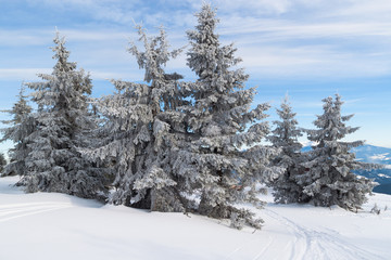 Winter mountain landscape; spruces covered by snow.