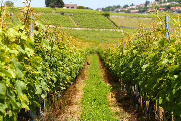 Fototapeta na wymiar Lavaux vineyards on Lake Geneva, Switzerland