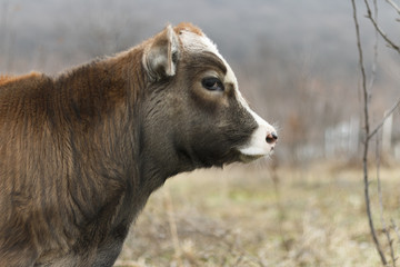 Fototapeta premium Calf