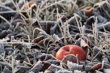 Faulende Äpfel auf dem Boden mit Reif